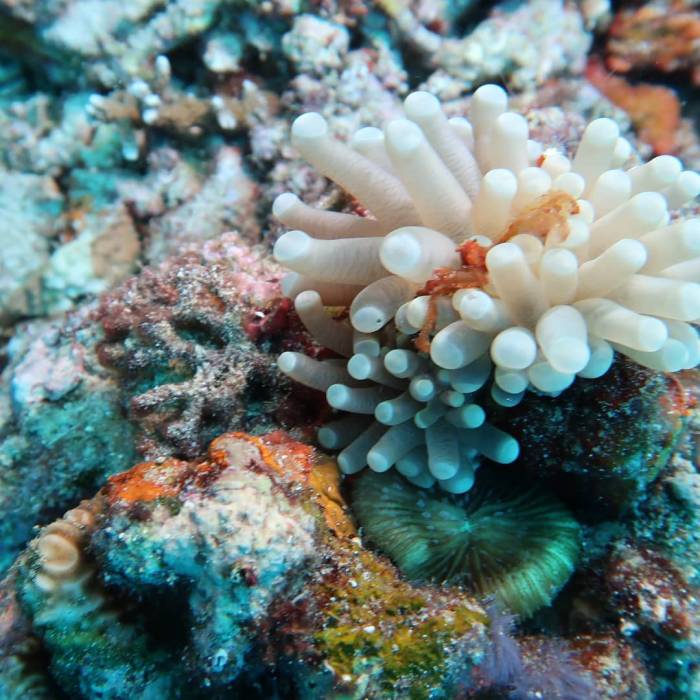 #anemone  #orangotang  #crab  #dive  #sub  #immersioni  #club  #calypsoarezzo  #nofilter...